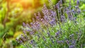 Valensole lavender fields, Provence, France.Flowers at sunset rays in the lavender fields in the mountains. Beautiful image of Royalty Free Stock Photo