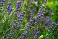 Valensole lavender fields, Provence, France.Flowers at sunset rays in the lavender fields in the mountains. Beautiful image of Royalty Free Stock Photo