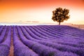 Valensole lavender in Provence, France Royalty Free Stock Photo