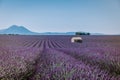 Valensole Plateau, Provence, Southern France. Lavender field at sunset Royalty Free Stock Photo