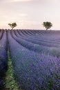 Valensole Plateau, Provence, Southern France. Lavender field at sunset Royalty Free Stock Photo