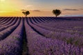 Valensole Plateau, Provence, Southern France. Lavender field at sunset Royalty Free Stock Photo