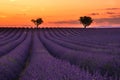 Valensole Plateau, Provence, Southern France. Lavender field at sunset Royalty Free Stock Photo