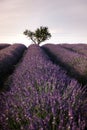 Valensole Plateau, Provence, Southern France. Lavender field at sunset Royalty Free Stock Photo