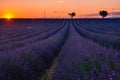 Valensole Plateau, Provence, Southern France. Lavender field at sunset Royalty Free Stock Photo