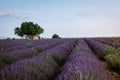 Valensole Plateau, Provence, Southern France. Lavender field at sunset Royalty Free Stock Photo