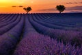 Valensole Plateau, Provence, Southern France. Lavender field at sunset Royalty Free Stock Photo