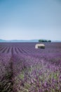 Valensole Plateau, Provence, Southern France. Lavender field at sunset Royalty Free Stock Photo