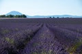 Valensole Plateau, Provence, Southern France. Lavender field at sunset Royalty Free Stock Photo