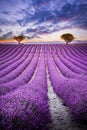 Valensole, Provence. Endless rows of fragrant purple blooms in France Royalty Free Stock Photo