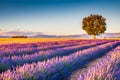 Valensole, Provence in France - lavender field Royalty Free Stock Photo