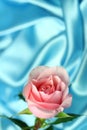 Valentin Pink Rose Royalty Free Stock Photo