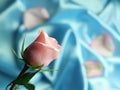 Valentin Pink Rose Royalty Free Stock Photo