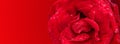 Valentine banners with Red rose, water drops and red background