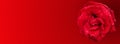 Valentine banners with Red rose with water drops and red background