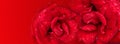 Valentine banners with Red rose, water drops and red background