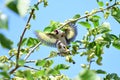 Valentine Birds, Tree, wings