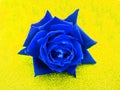 Valentine blue rose, love concept. Valentine`s day.