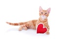 Valentine Cat