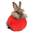 A valentine chocolate lionhead bunny rabbit with a red heart