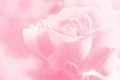 Valentine concept, Blurred beautiful rose flower soft color for