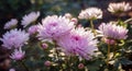 Chrysanthemums. Bouquet of beautiful chrysanthemum flowers. Valentine concept. Mothers day concept.