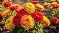 Chrysanthemums. Bouquet of beautiful chrysanthemum flowers. Valentine concept. Mothers day concept.