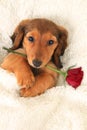 Valentine Dachshund puppy