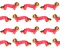 Valentine dachshund puppy in pajamas.