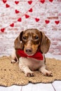 Valentine Dachshund studio portrait