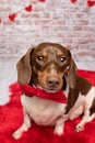 Valentine Dachshund studio portrait