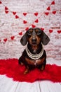 Valentine Dachshund studio portrait