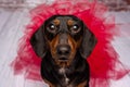 Valentine Dachshund studio portrait