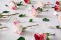 Valentine day background, rose flowers on white wood Royalty Free Stock Photo