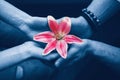 Valentine day  beautiful love concept. Closeup hands of man and woman holding pink red flower lily together. View from top above. Royalty Free Stock Photo