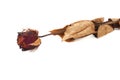 Valentine Day Concept : Dried red rose flower isolated on white background. Royalty Free Stock Photo