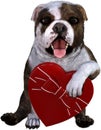 Valentine Day, Love, Dog, Isolated Royalty Free Stock Photo