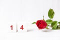 Valentine day. Red Rose with white wood block in 14, white background. Lover heart romantic in valentine day.