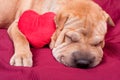 Valentine dog Royalty Free Stock Photo