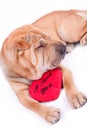 Valentine dog Royalty Free Stock Photo