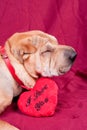 Valentine dog Royalty Free Stock Photo