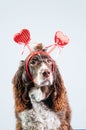 Valentine Dog