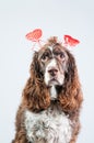 Valentine Dog