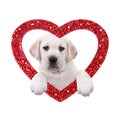 Valentine Dog