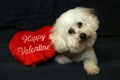 Valentine Dogs 1