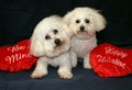 Valentine Dogs