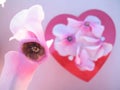 Valentine flower petals - selective focus Royalty Free Stock Photo