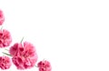 Valentine flowers card background pink carnations Royalty Free Stock Photo