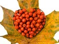 Valentine heart with elderberry, isolated.