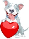 Valentine Pit Bull Dog
